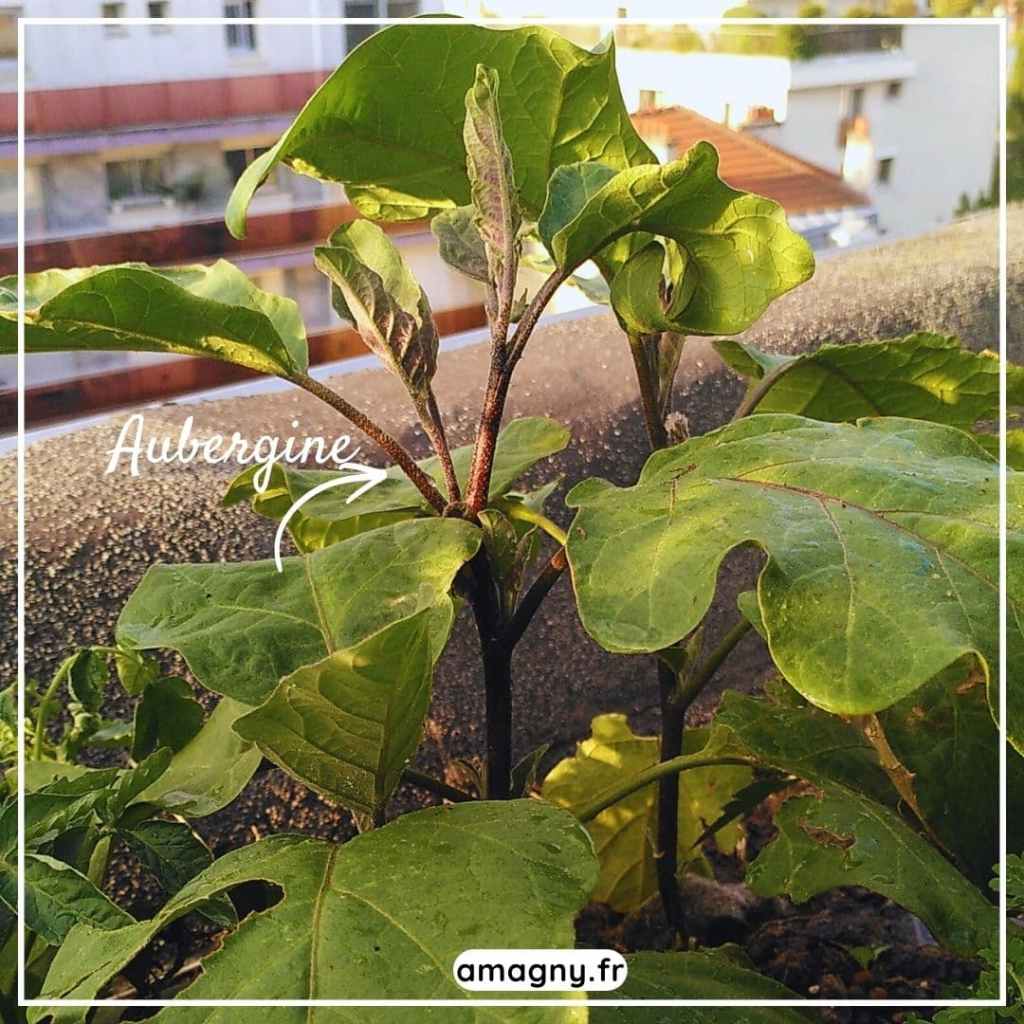 Plant dâaubergine cultivĂ© en pot sur un balcon, avec de larges feuilles vertes.
