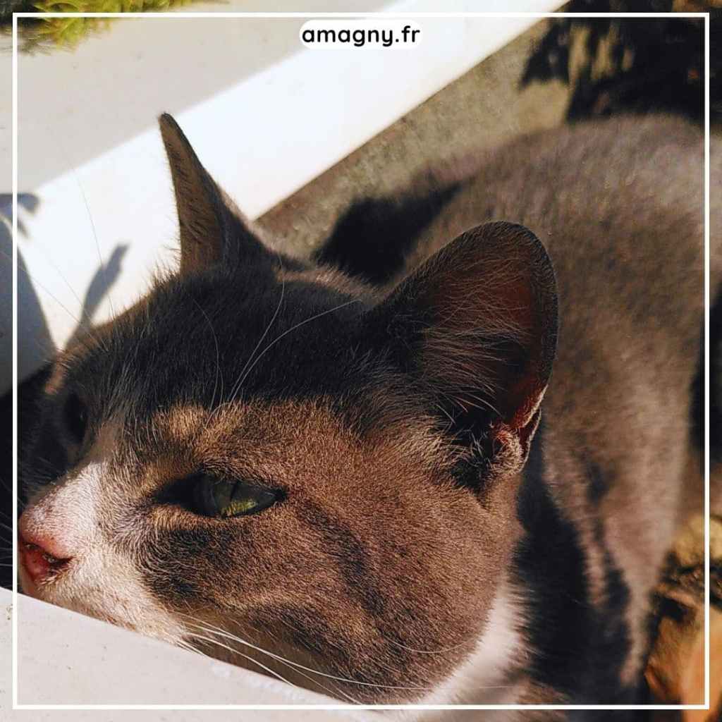 Portrait dâun chat gris et blanc se reposant au soleil, en gros plan.