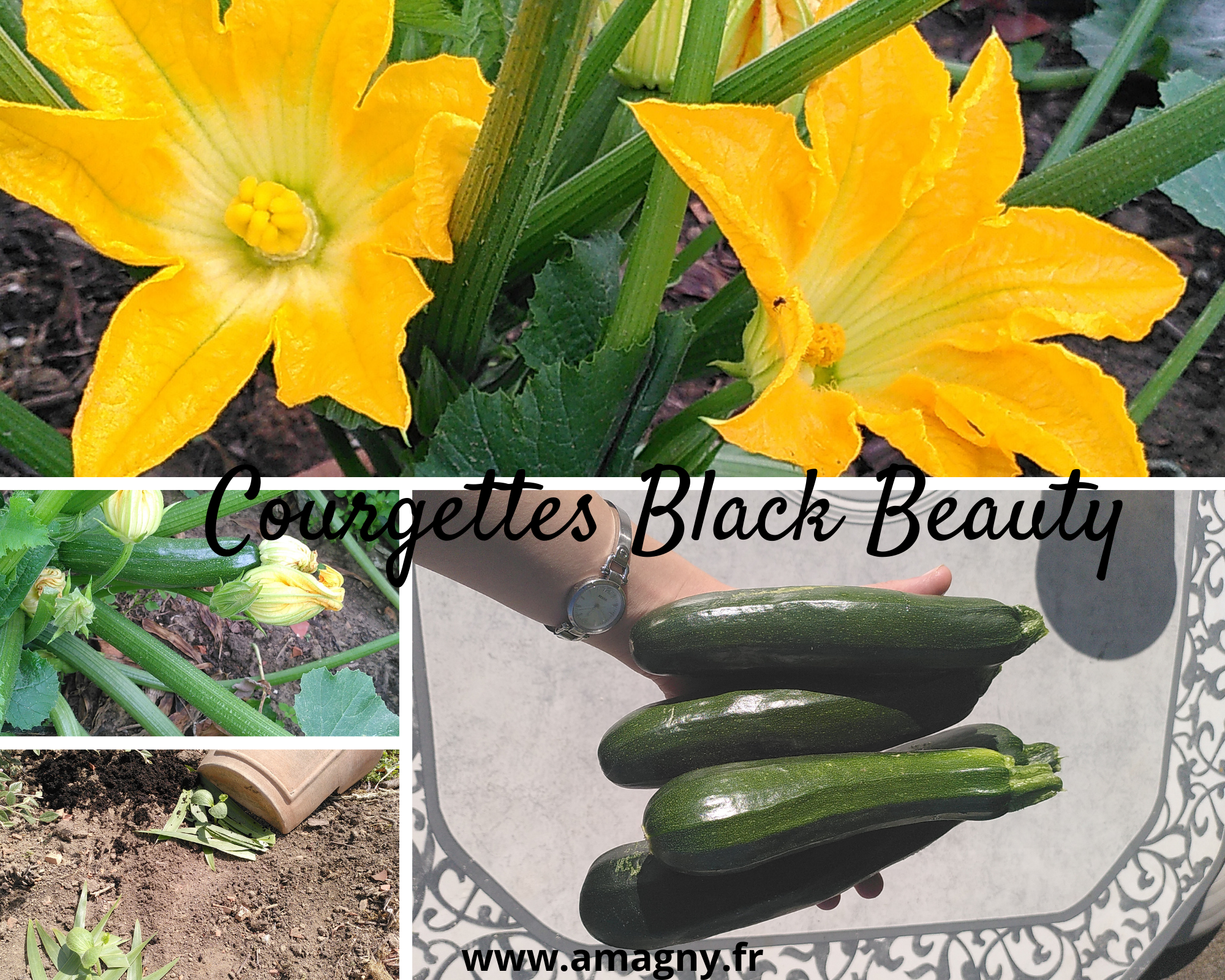 Courgettes Black Beauty