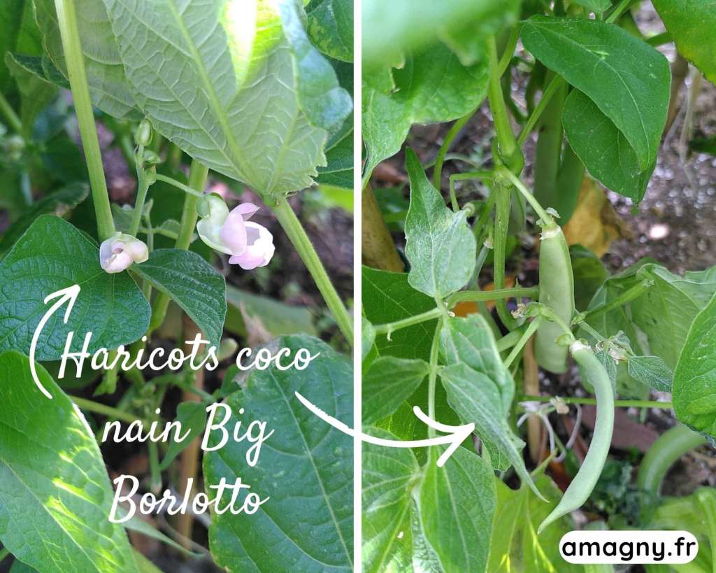 Collage montrant les haricots coco nain Big Borlotto en fleurs et en formation de gousses.