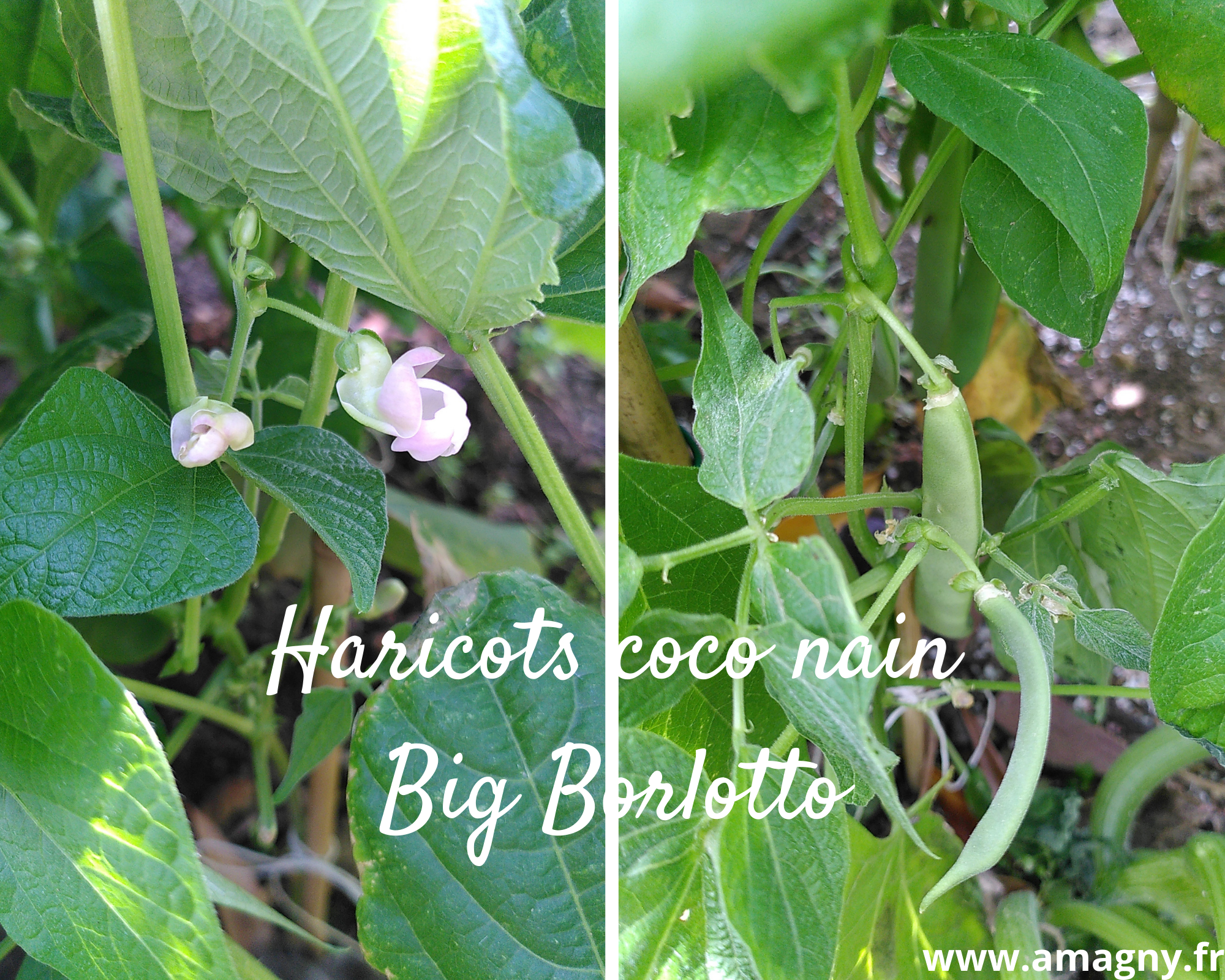 Haricots coco