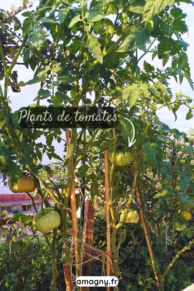 Plants de tomates attachés à des tuteurs, portant de gros fruits verts au potager.