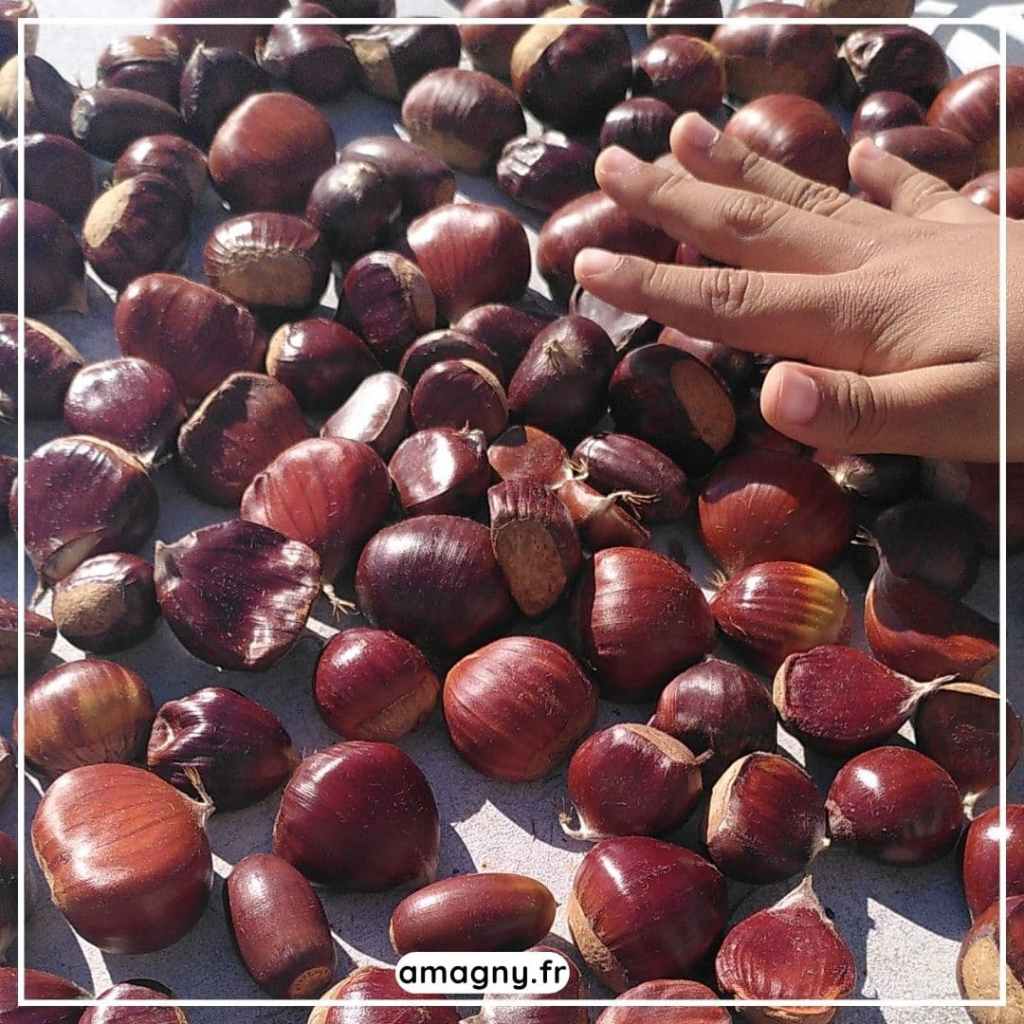 ChĂątaignes Ă©talĂ©es sur une table avec la main dâun enfant qui les touche.