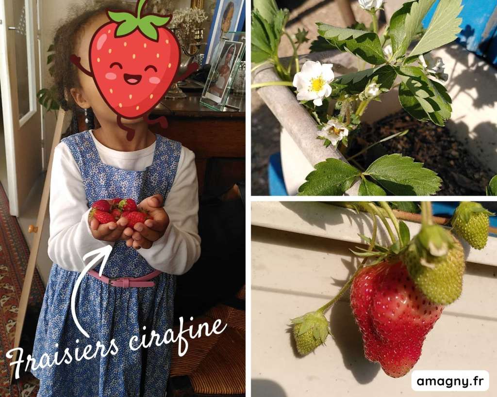 Collage montrant un enfant récoltant des fraises Cirafine et des photos de plants de fraisiers en pot.