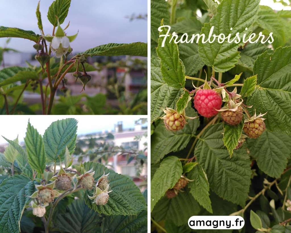 Collage montrant les différentes étapes de croissance des framboisiers, des fleurs aux framboises mûres.
