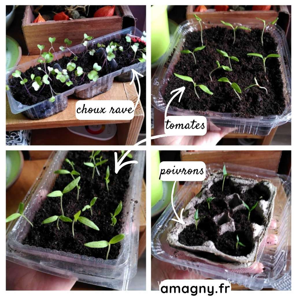 Collage de semis de choux-raves, tomates et poivrons poussant dans de petits contenants recyclés.