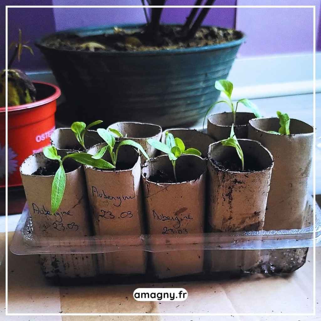 Semis de poivrons réalisés dans des rouleaux de carton recyclés, étiquetés et placés en godets.