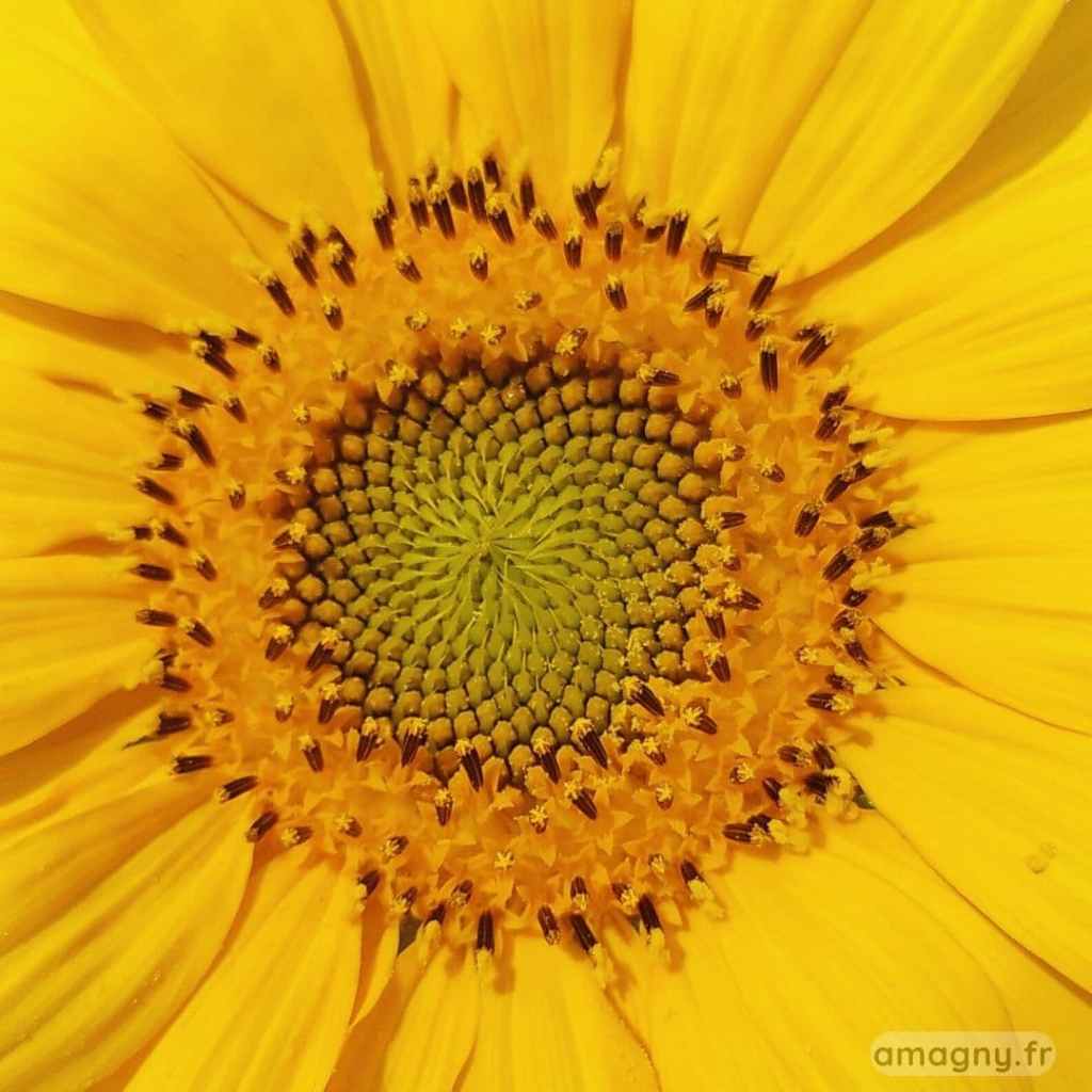 Centre dâun tournesol en gros plan, avec fleurons disposĂ©s en spirale et pĂ©tales jaunes autour.