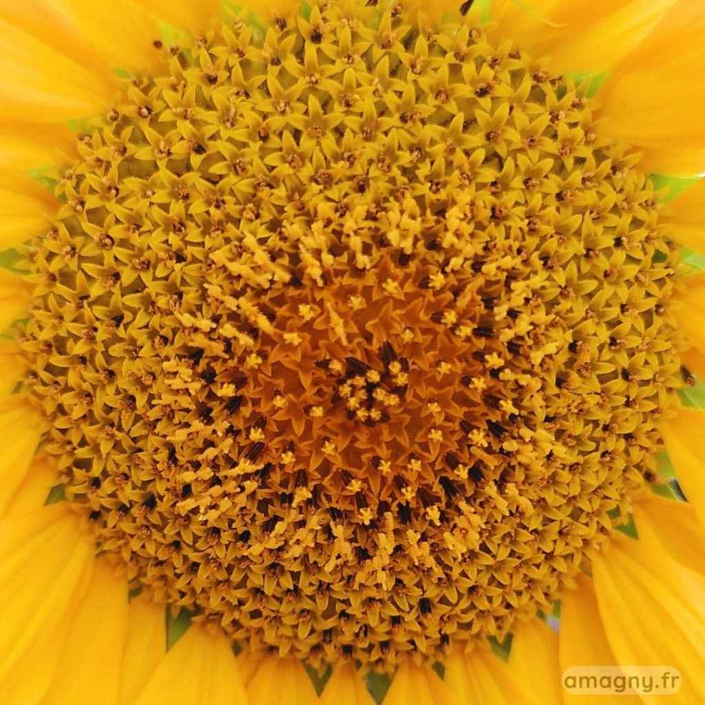 Gros plan du cĆur dâun tournesol montrant la spirale des fleurons et les pĂ©tales jaunes.