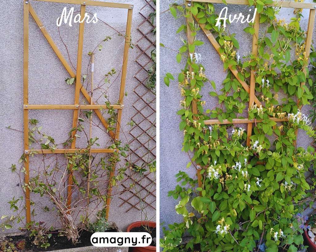 Comparaison de l’évolution d’un chèvrefeuille entre mars et avril sur un treillis.