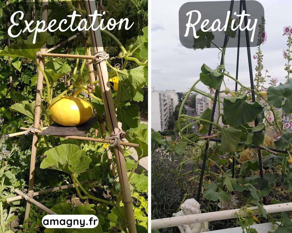 Montage comparant l’attente d’un potiron cultivé en vertical et la réalité d’une plante moins vigoureuse en potager urbain.