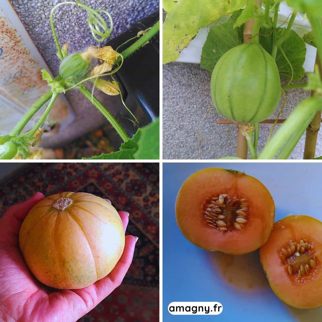 Montage montrant les étapes d’évolution d’un melon, du jeune fruit à la récolte puis à la coupe.