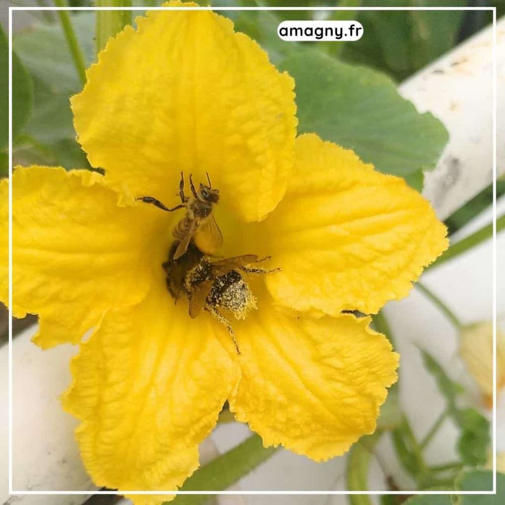 Deux abeilles butinant une fleur jaune en plein soleil, en pleine pollinisation.