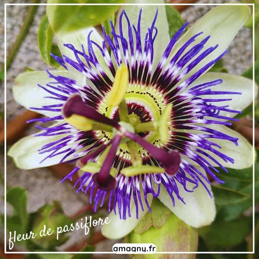 Fleur de passiflore en gros plan, avec ses filaments violets et ses pétales blancs.