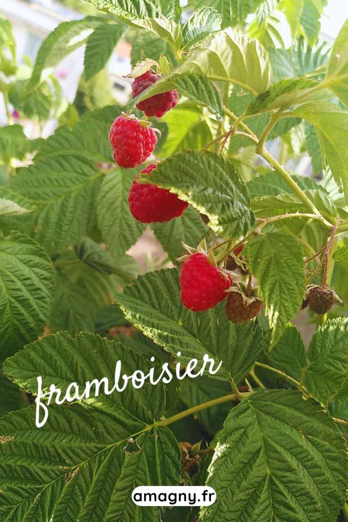 Framboisier avec des framboises rouges mûres parmi le feuillage vert.