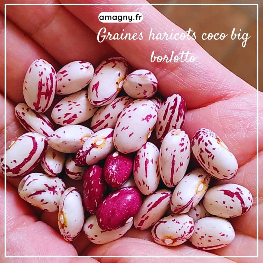 Main tenant des graines de haricots coco big borlotto, crème et marbrées de rouge.