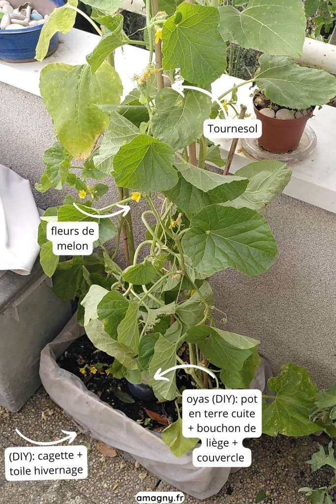 Montage montrant un jardin de balcon avec tournesol, fleurs de melon et système d’irrigation oyas DIY dans une cagette.