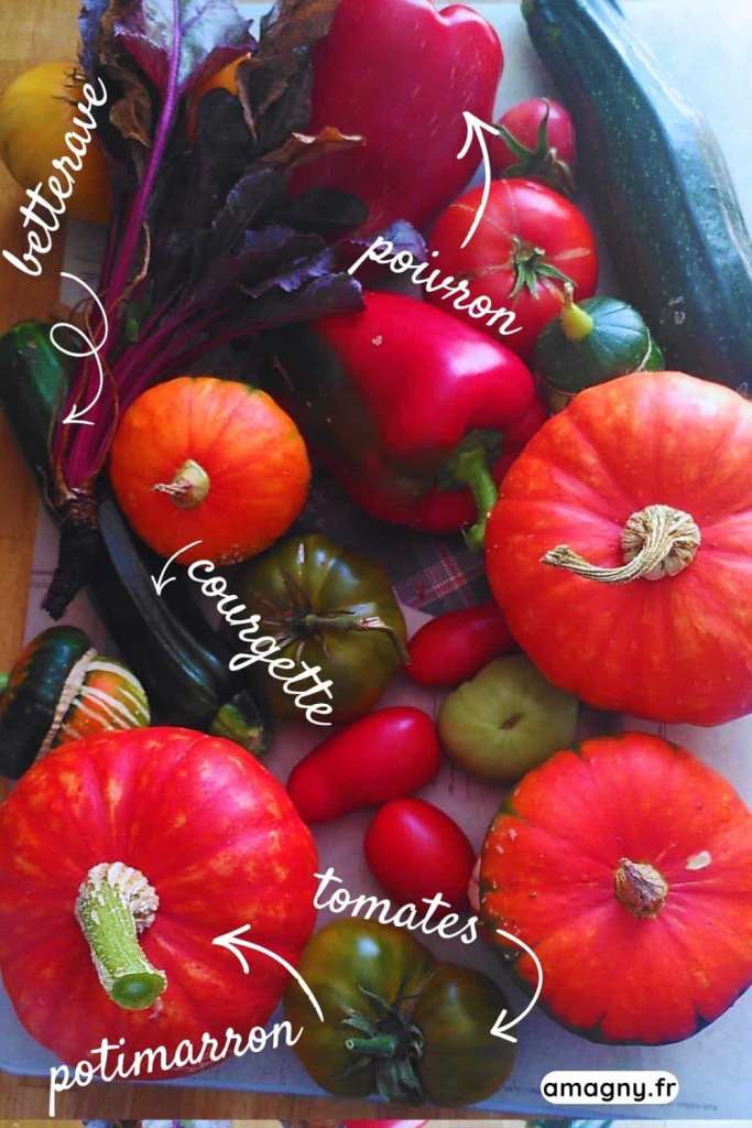 Montage de légumes du potager incluant betterave, poivrons, courgettes, tomates et potimarrons.