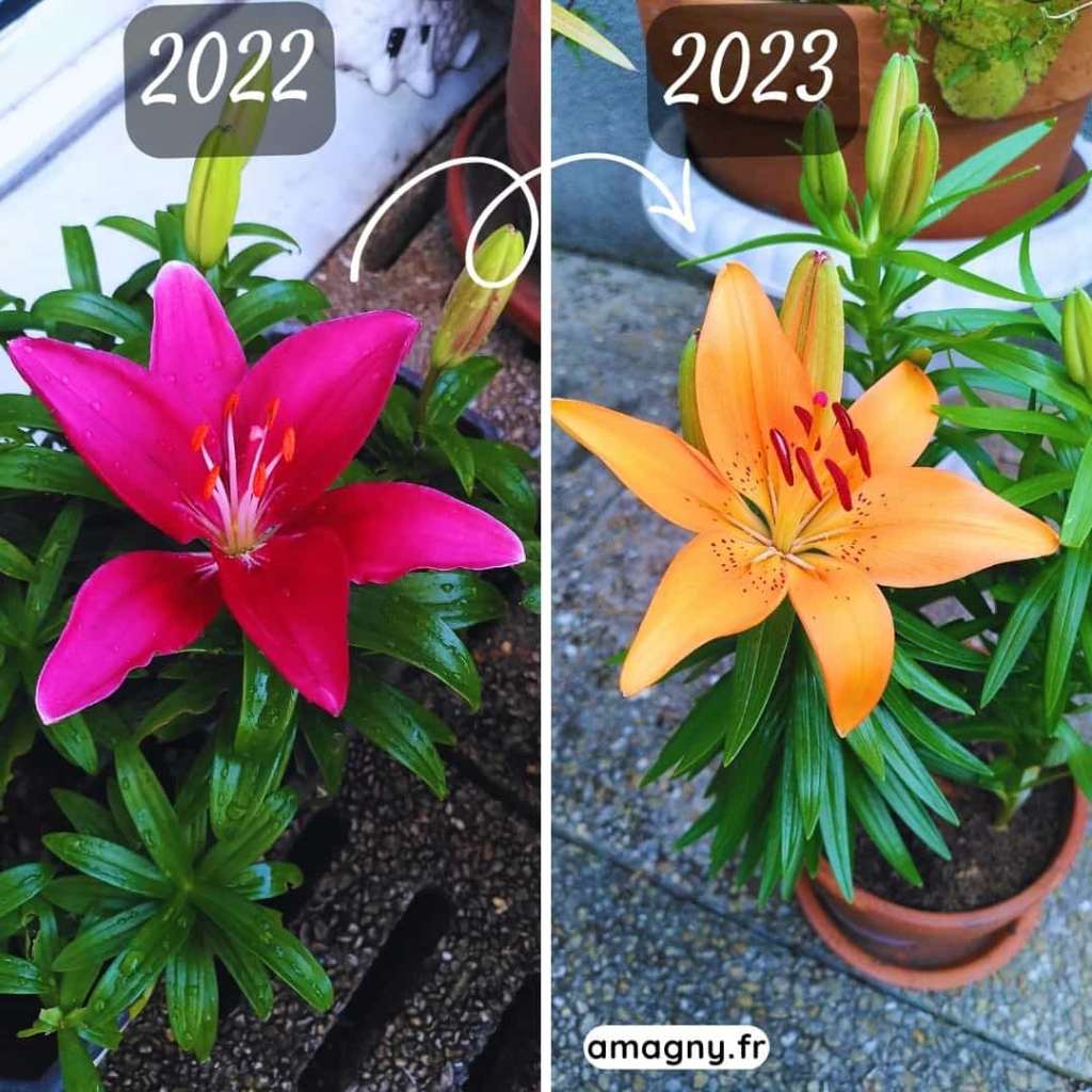 Comparaison d’un lis en 2022 avec une fleur rose et en 2023 avec une fleur orange.