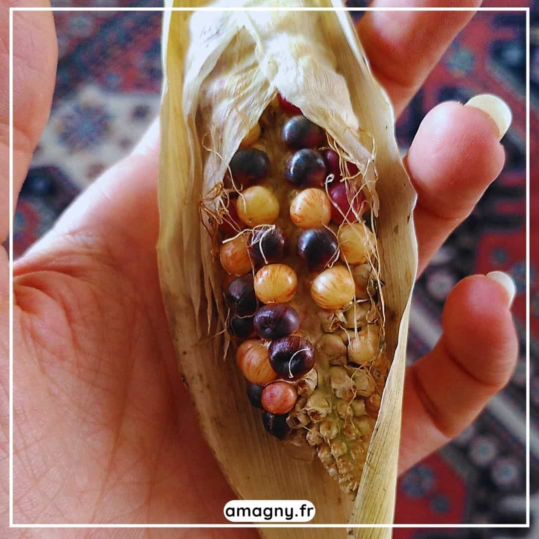 Petit épi de maïs multicolore tenu en main, aux grains jaunes, violets et rouges.