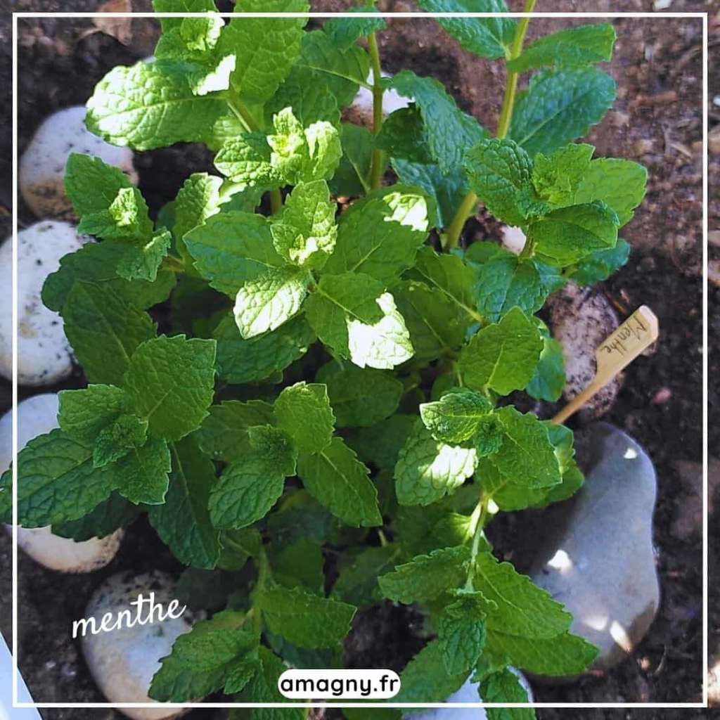 Plant de menthe bien développé dans un massif entouré de pierres blanches.