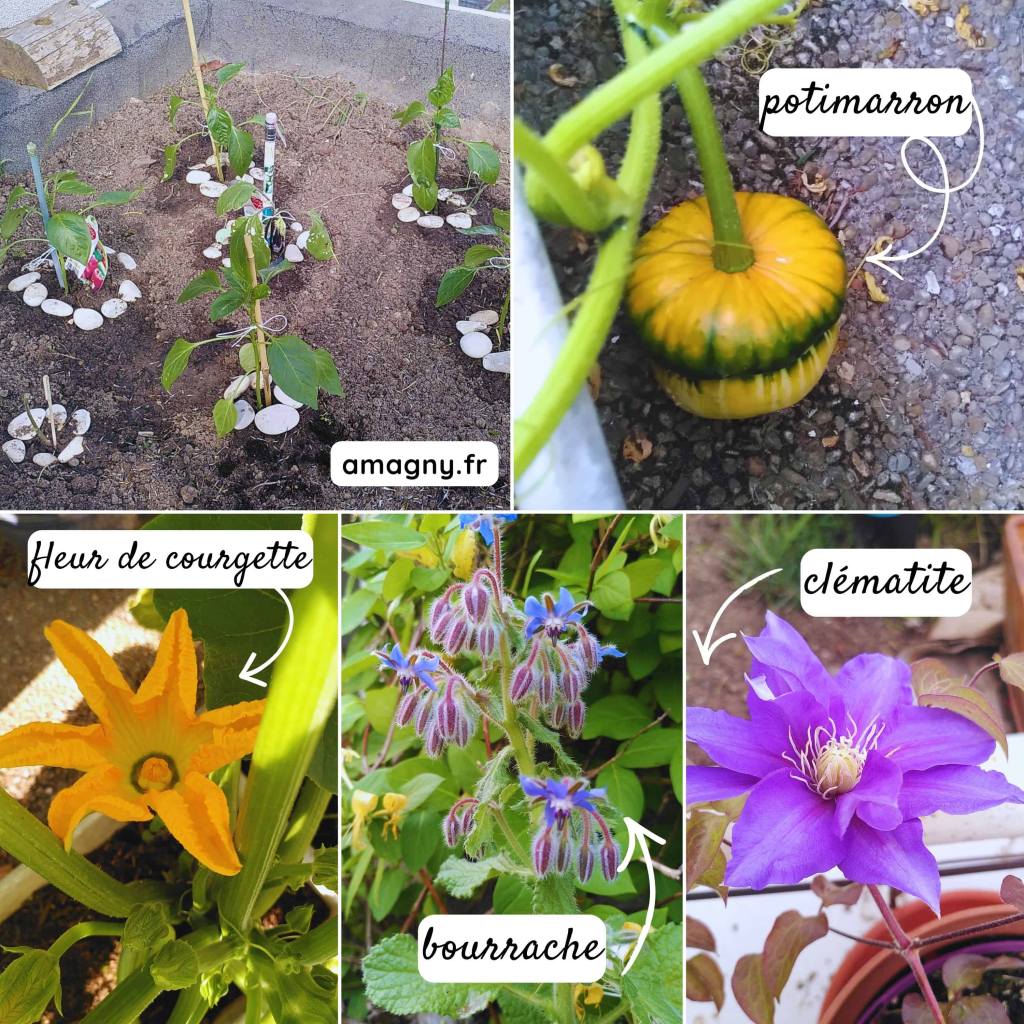 Montage de plantes du jardin incluant potimarron, fleur de courgette, bourrache, clématite et jeunes plants.