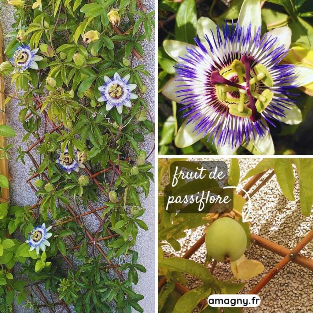 Montage montrant une passiflore sur treillis, un gros plan de la fleur et un fruit vert sur la plante.