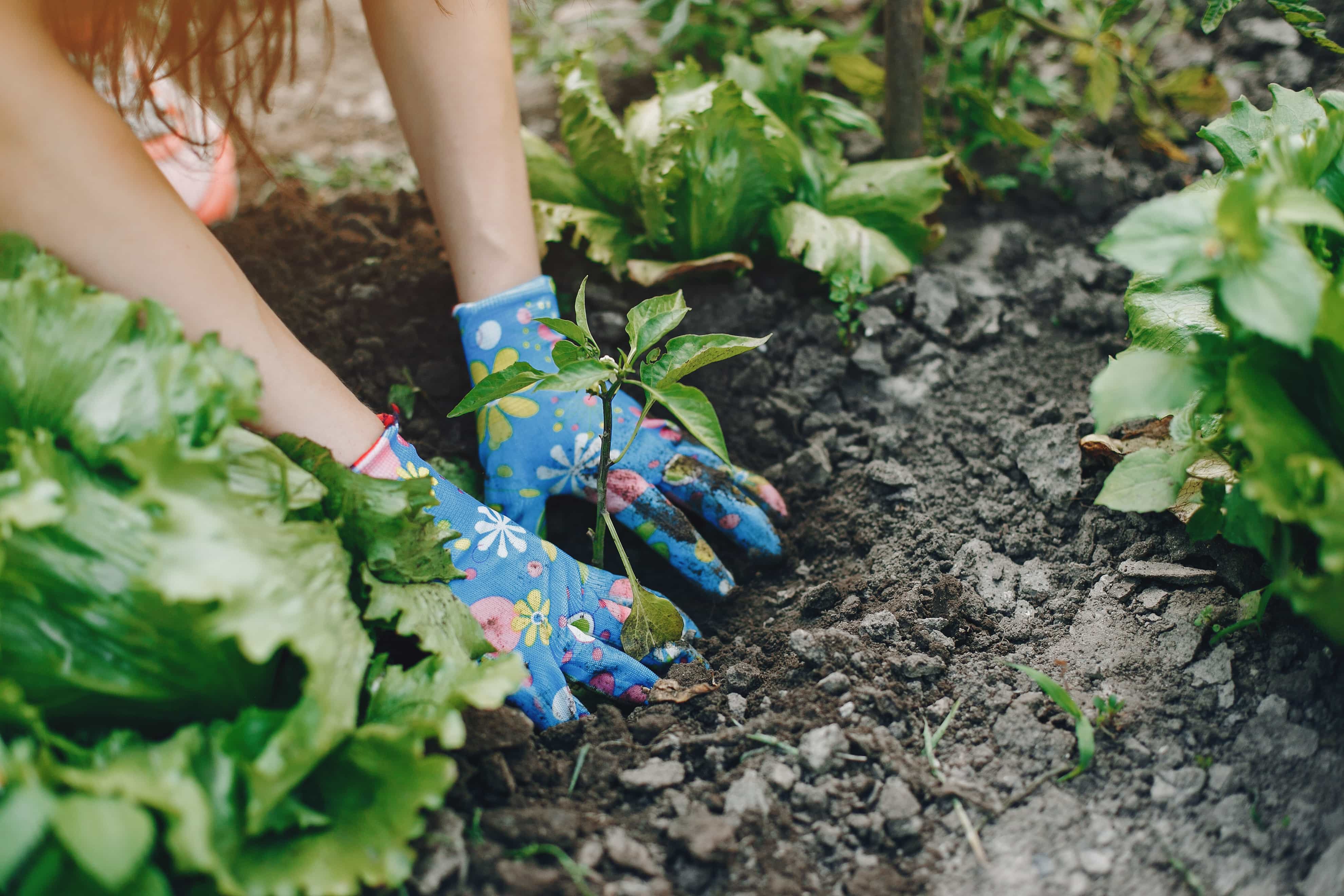 Mains gantées plantant un jeune plant dans la terre au potager.