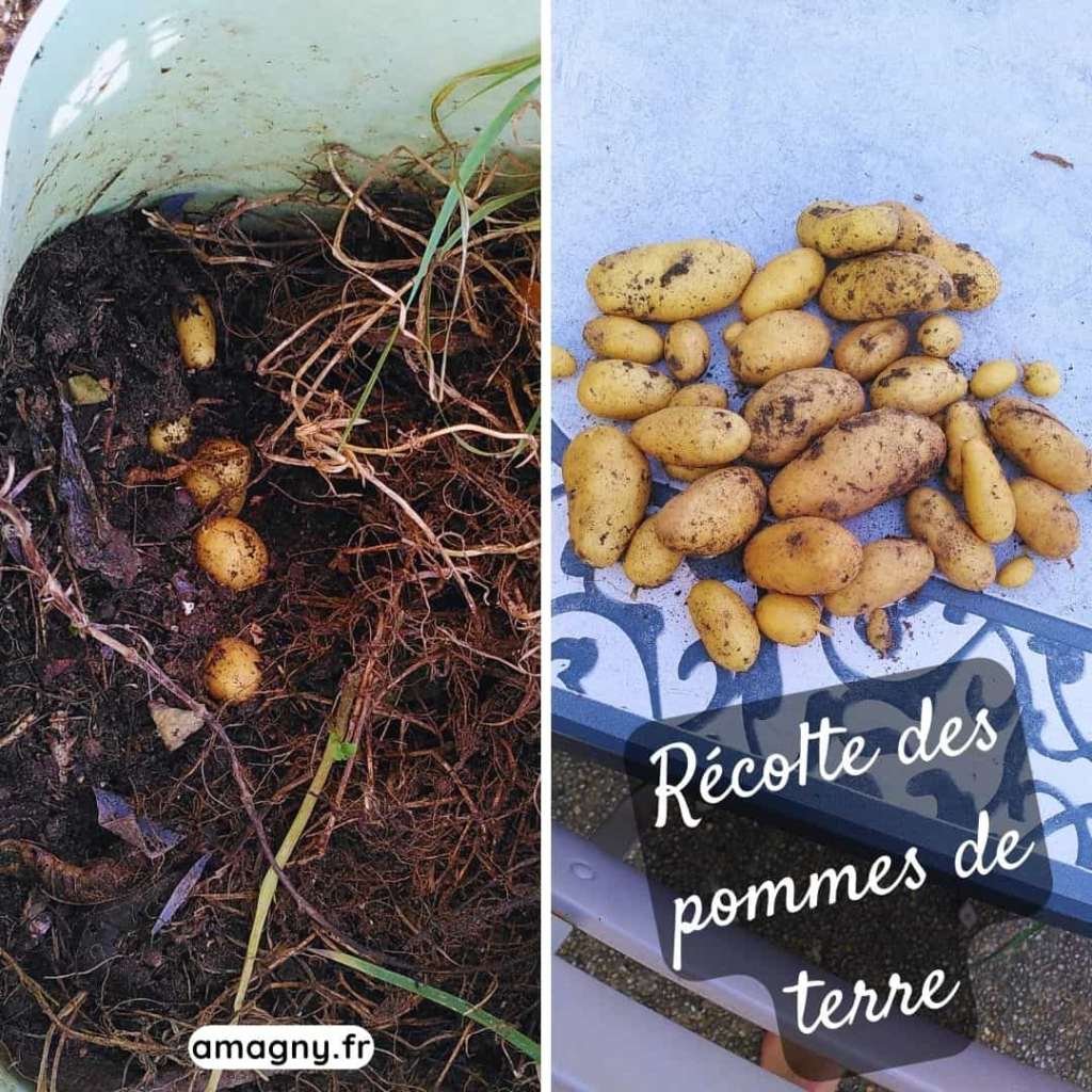 Récolte de pommes de terre montrant les tubercules dans la terre et après extraction.