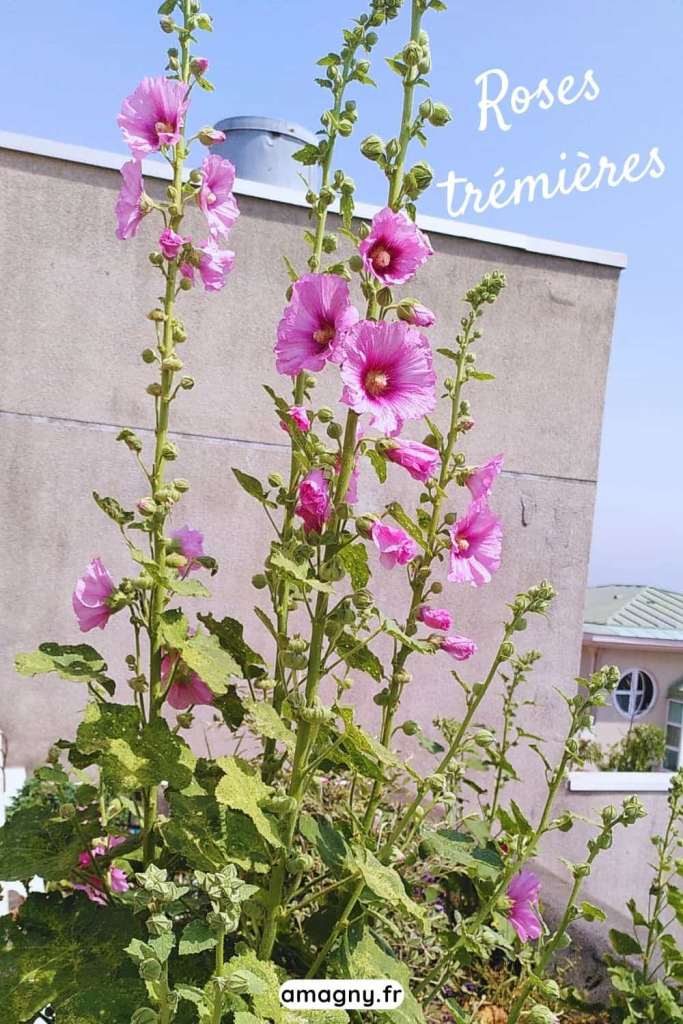 Roses trémières roses en pleine floraison devant un mur en milieu urbain.