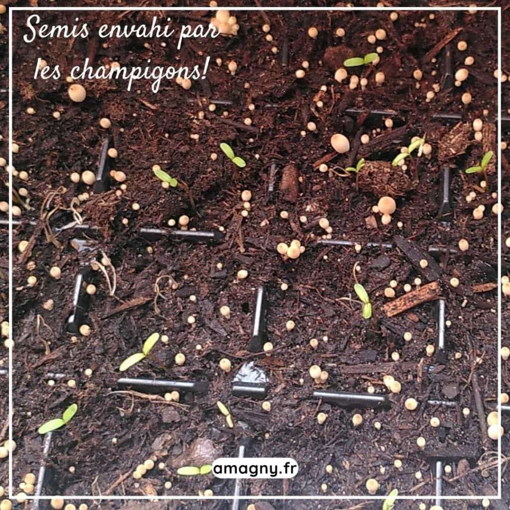 Semis en godets envahis par de petits champignons poussant dans un substrat humide.