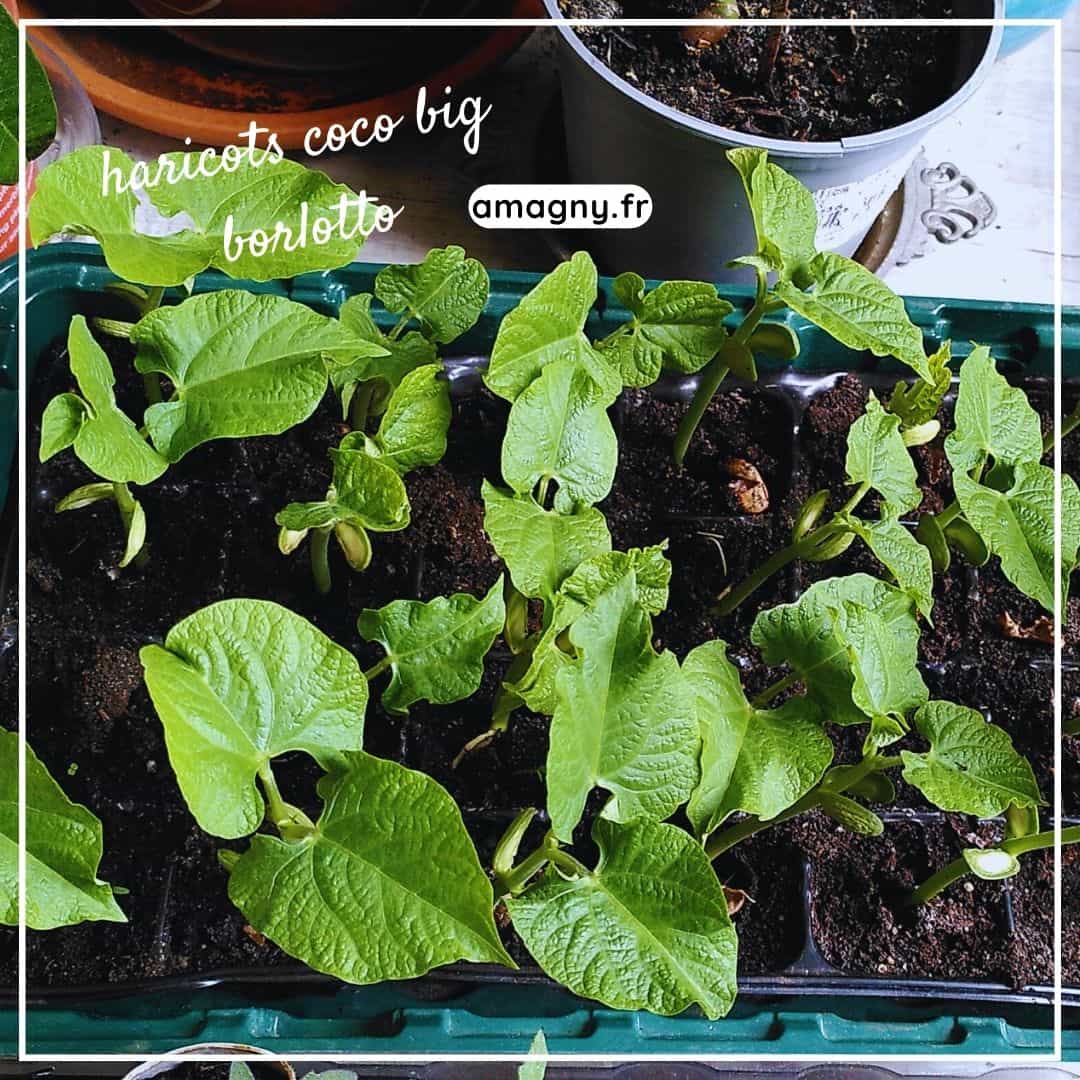 Jeunes plants de haricots coco big borlotto poussant dans une plaque de semis.