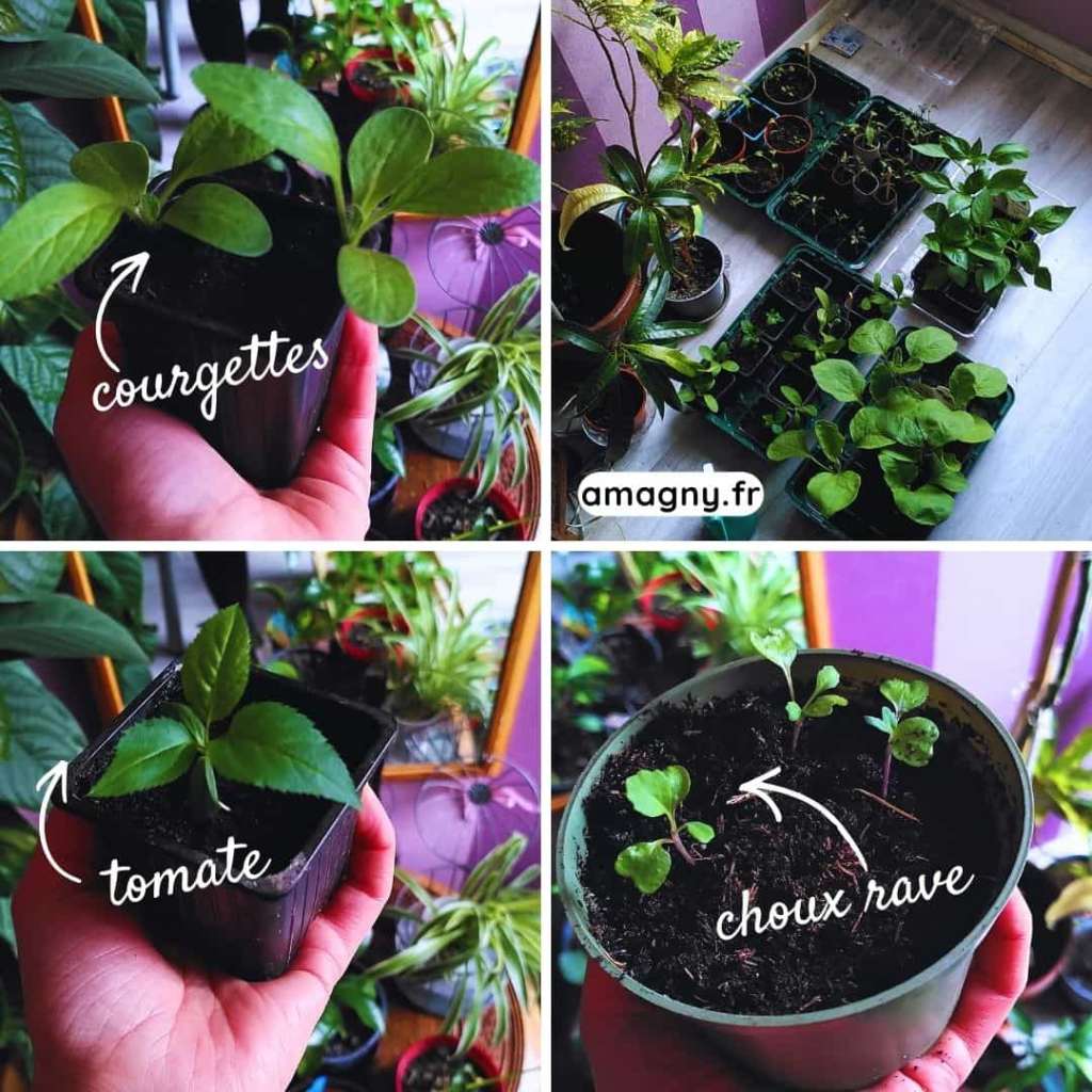 Collage de semis de courgettes, tomates et choux-raves cultivés en intérieur dans des pots.