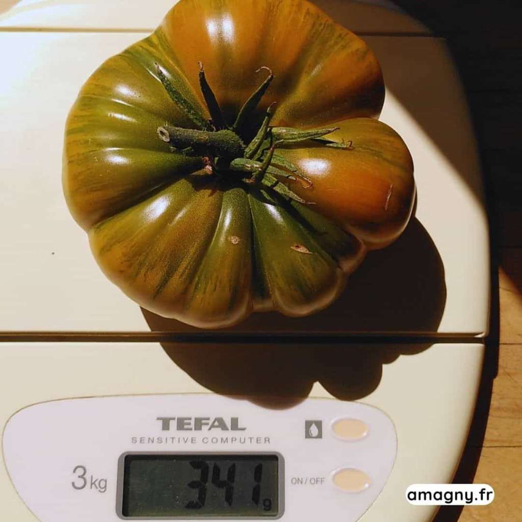 Tomate de 341 grammes posée sur une balance de cuisine.