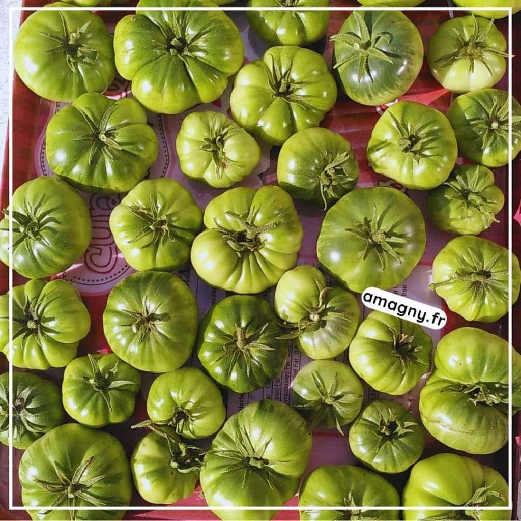Tomates vertes fraîches regroupées avant préparation d’une confiture maison.