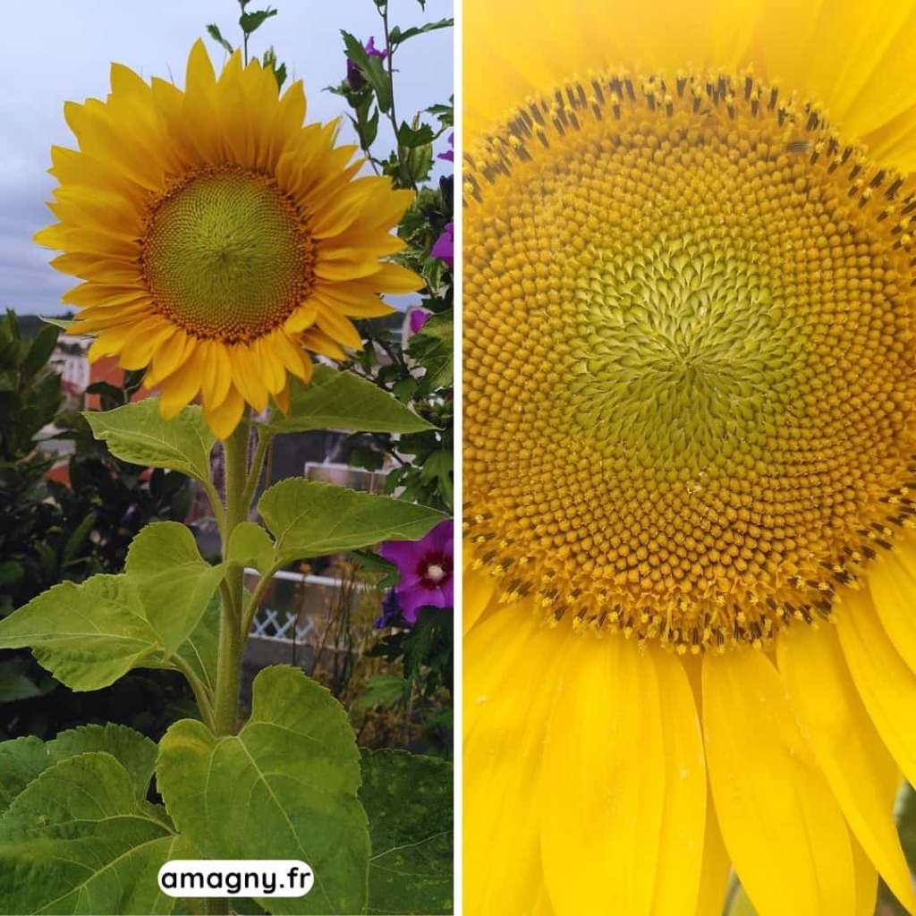 Tournesol avec vue d’ensemble de la plante et gros plan sur le cœur en spirale.