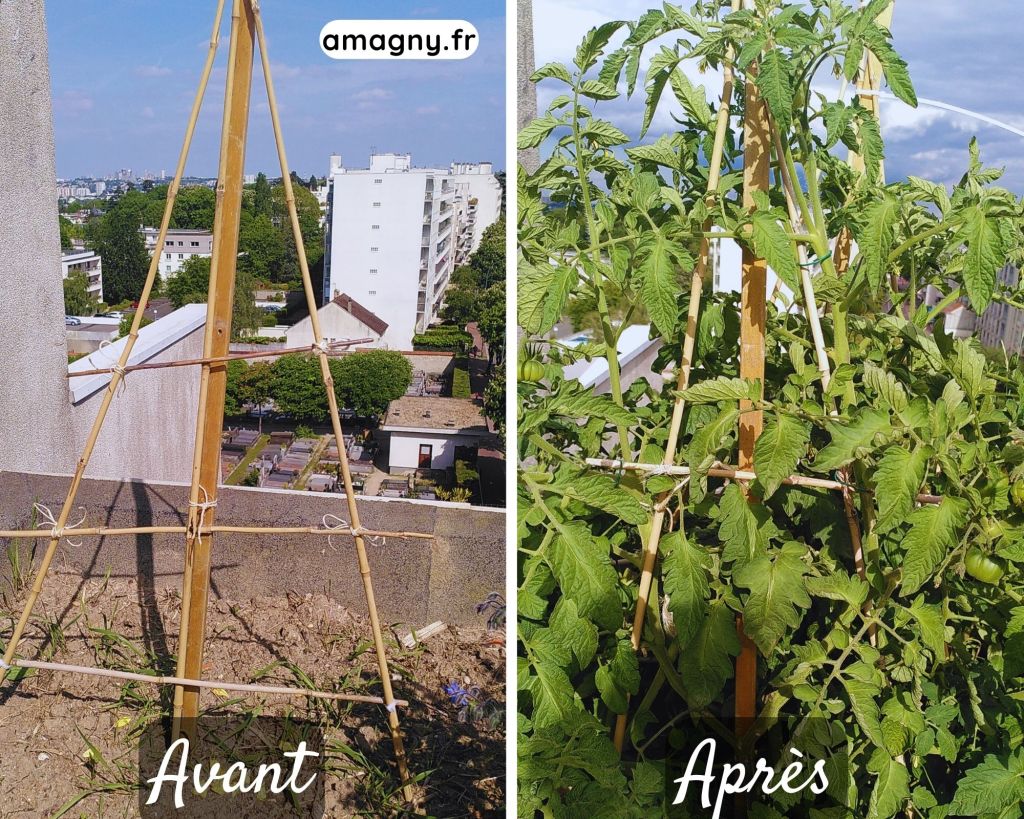 Montage avant/après montrant un treillis vide puis couvert de plants de tomates bien développés.