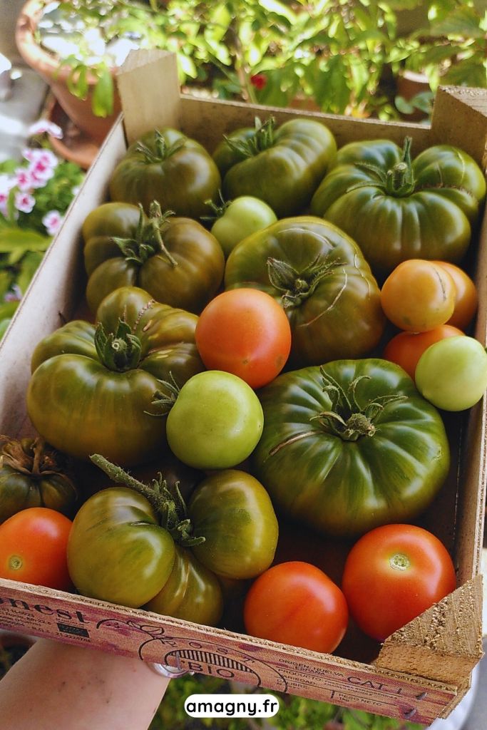 Caisse en bois remplie de tomates variées : vertes, orange et rouges, tenue dans un jardin.