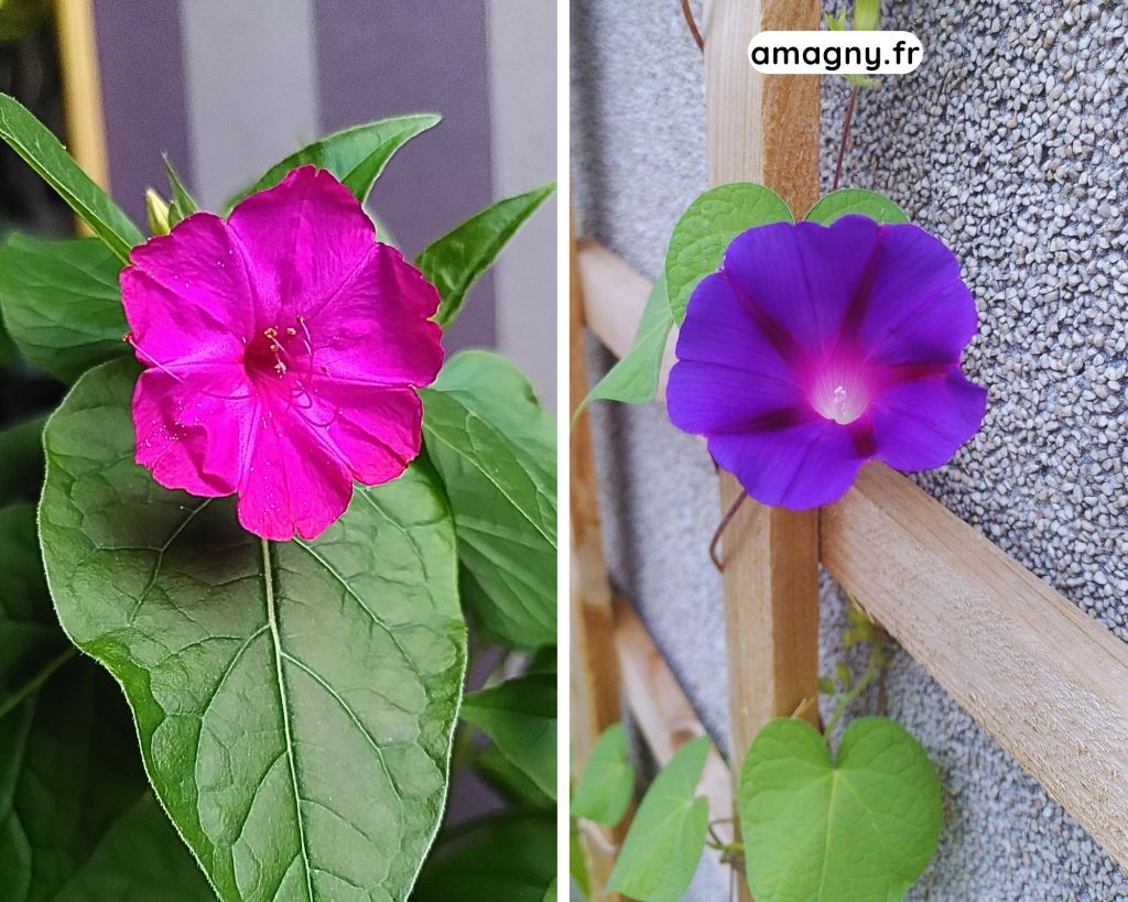 Montage comparant deux fleurs : une fleur rose à cinq pétales et une ipomée violette sur treillis.