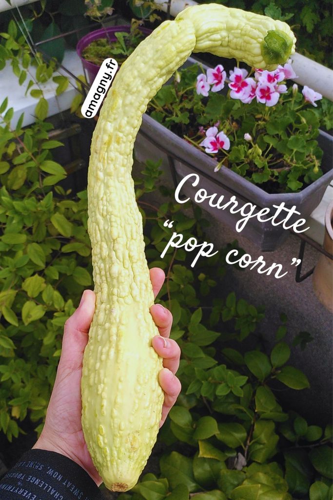 Courgette ‘pop corn’ bosselée tenue en main devant un massif fleuri.