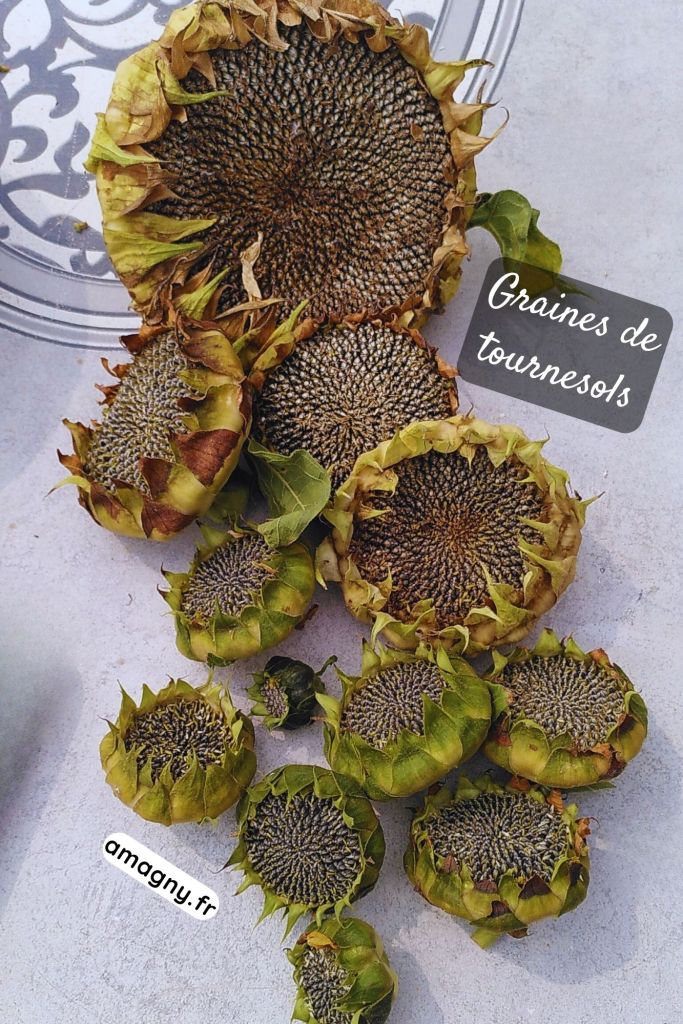 Têtes de tournesols séchées remplies de graines, disposées sur une surface claire.