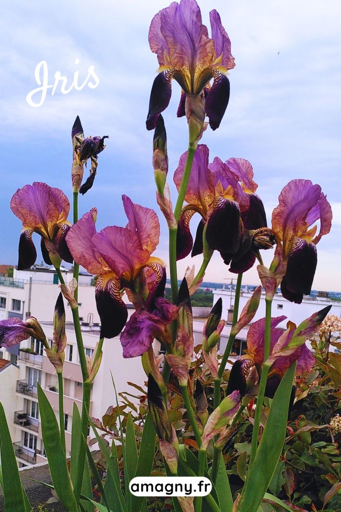 Iris violets en pleine floraison avec feuillage vert sur fond urbain.