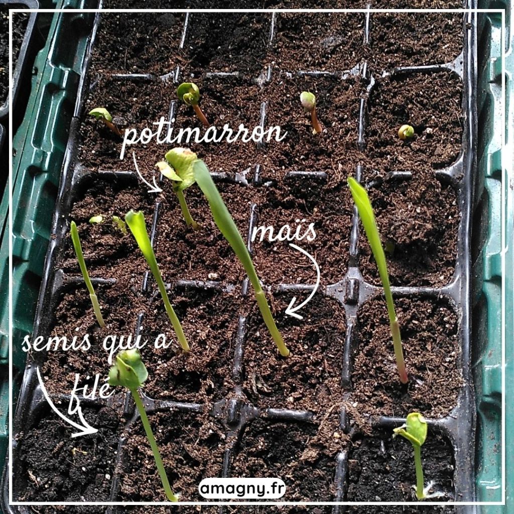 Plateau de semis avec potimarron, maïs et plant filé dans des godets.