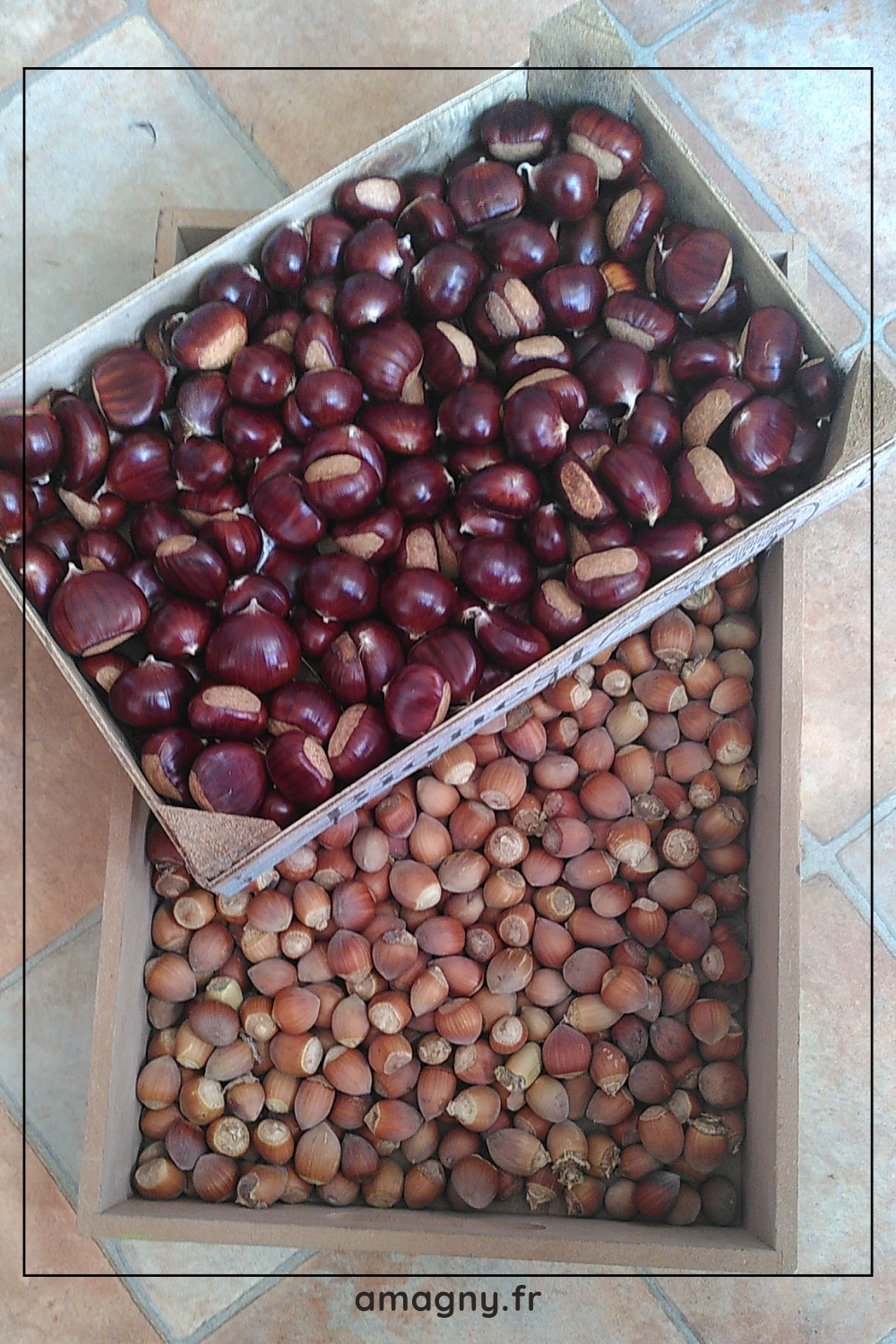 chataignes et noisettes