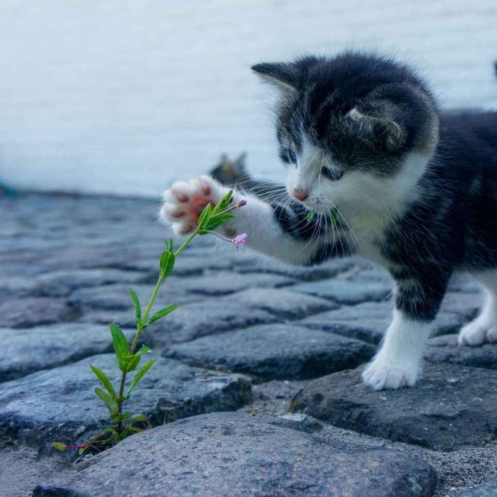 Chaton noir et blanc touchant une petite fleur rose poussant entre des pavés.
