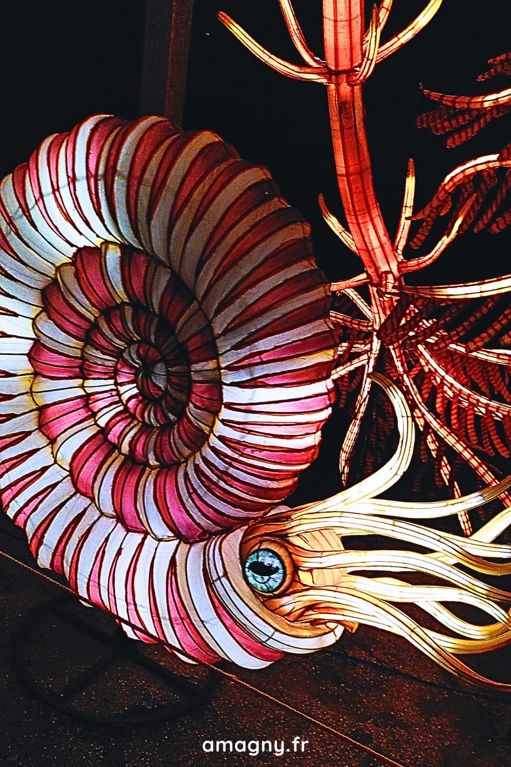 Lanterne lumineuse de nautilus préhistorique au Muséum d’Histoire naturelle de Paris.