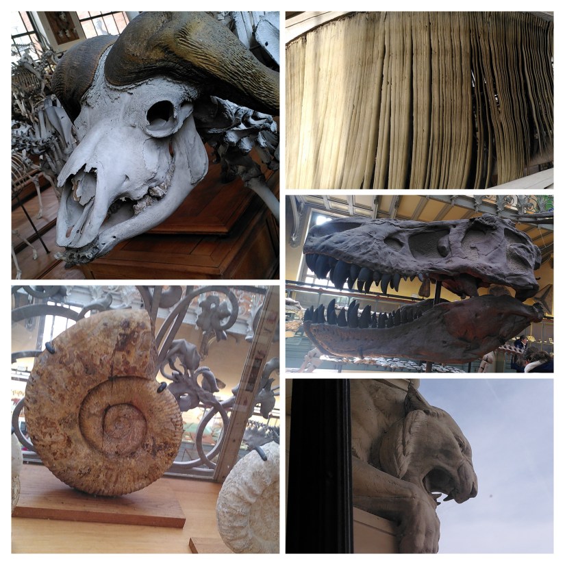 montage_paléontologie