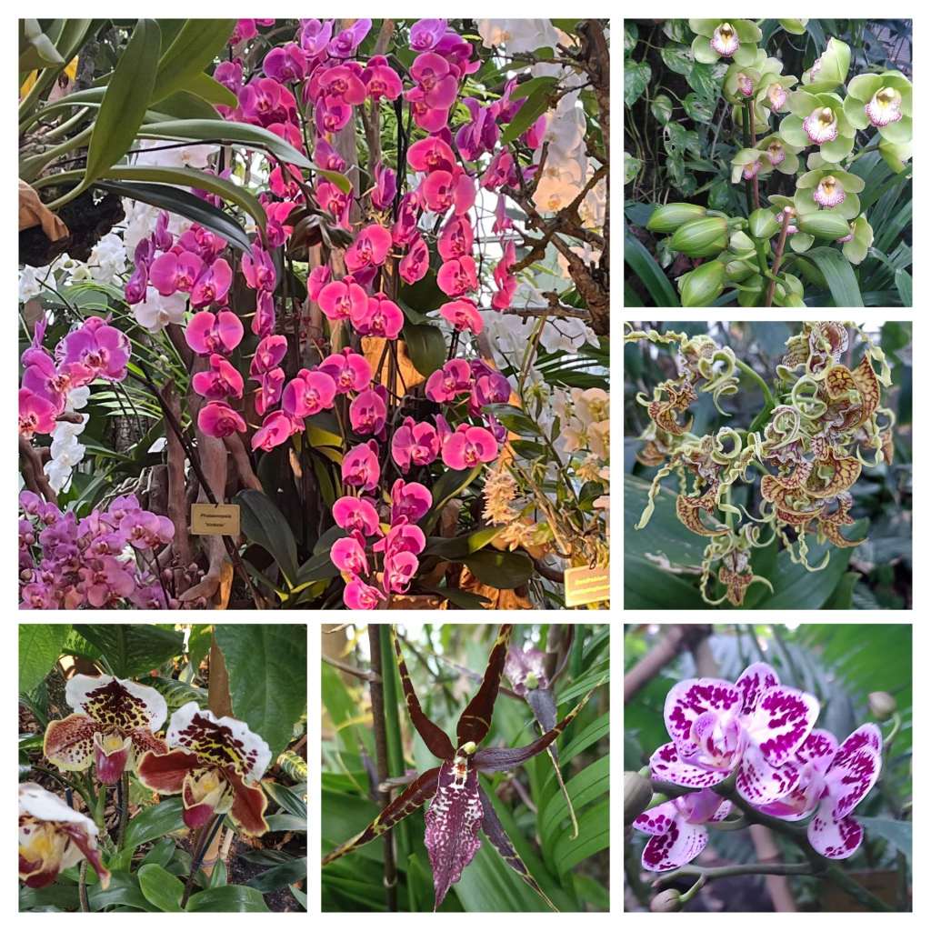Collage de différentes variétés d’orchidées aux formes et couleurs variées.