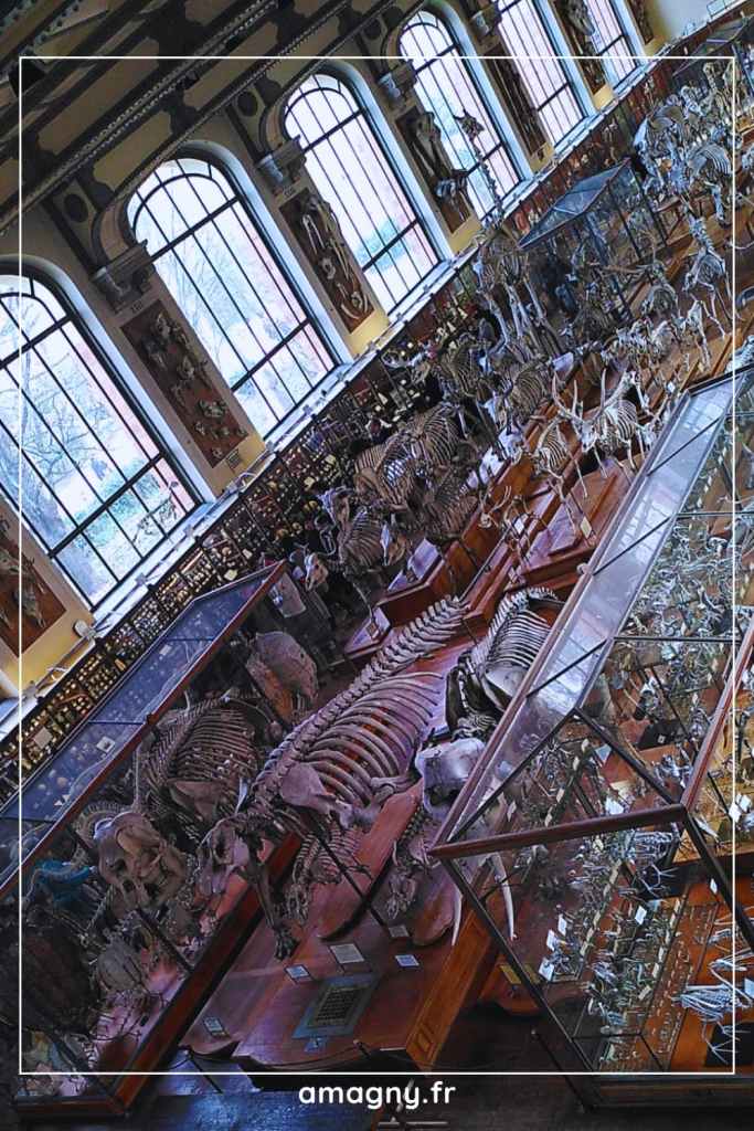 Galerie de squelettes et spécimens naturalisés dans un musée d’histoire naturelle.