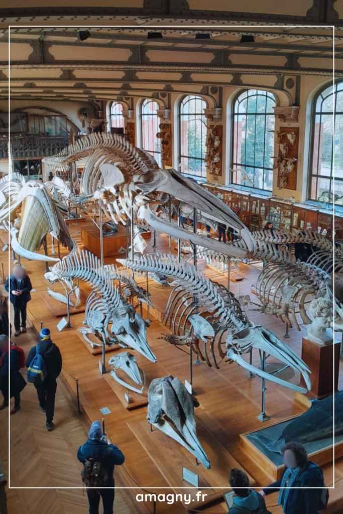Galerie de squelettes de baleines exposés dans un musée d’histoire naturelle.